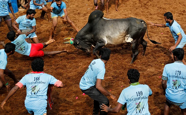 Participants try to tame a bull during a Jallikattu event at Alanganallur, in Madurai district, on 17 January 2019.