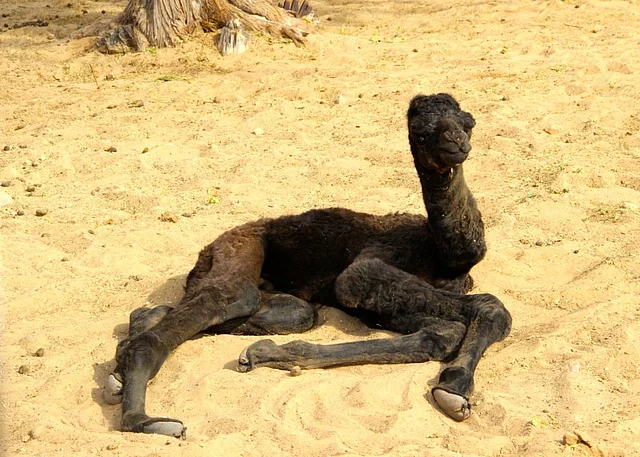 I am disappointed in the nomenclature for a baby camel.
