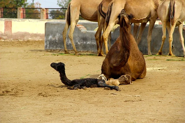 A just-born camel.