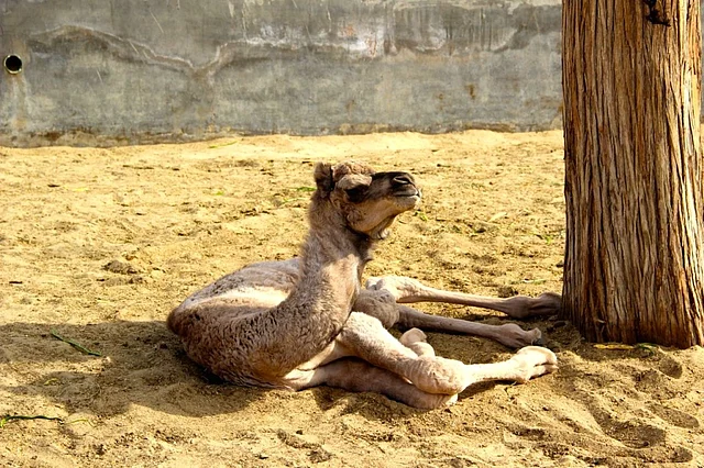 A month-old camel.