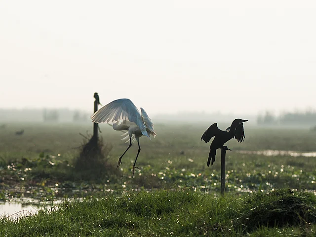 Mangalajodi is a bird lover’s paradise.