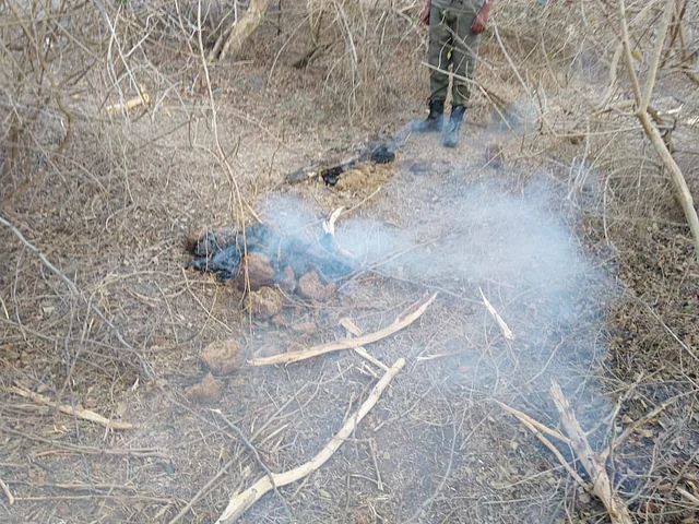 A dung fire discovered by volunteers fire-fighting in Bandipur this week. Dung fires are lit by miscreants who set fire to piles of elephant dung.