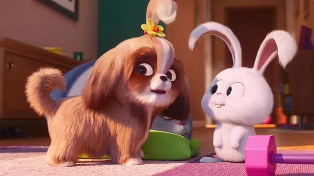 Tiffany Haddish’s Daisy, a shih tzu.