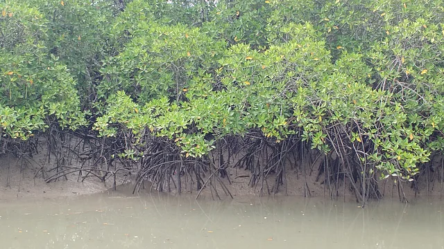 Mangroves act as an ecological barrier or bio-shield, protecting the shores from hurricanes, tsunamis and storms