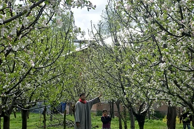 Anantnag: Apple trees in an orchard in Anantnag of Jammu and Kashmir. 