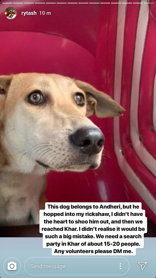Picture of the stray dog that went missing