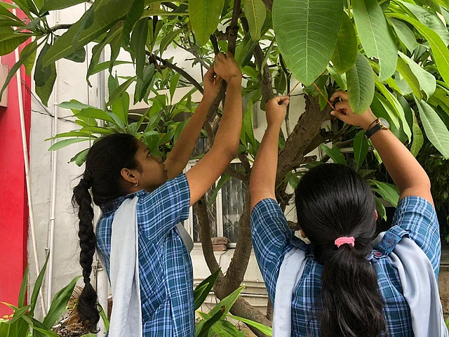 School children tying a Rakhees to protect a tree