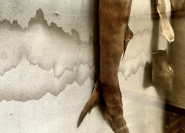 Section on fish. Taxidermal fish gradually detereorating, losing fins, skin flaking.