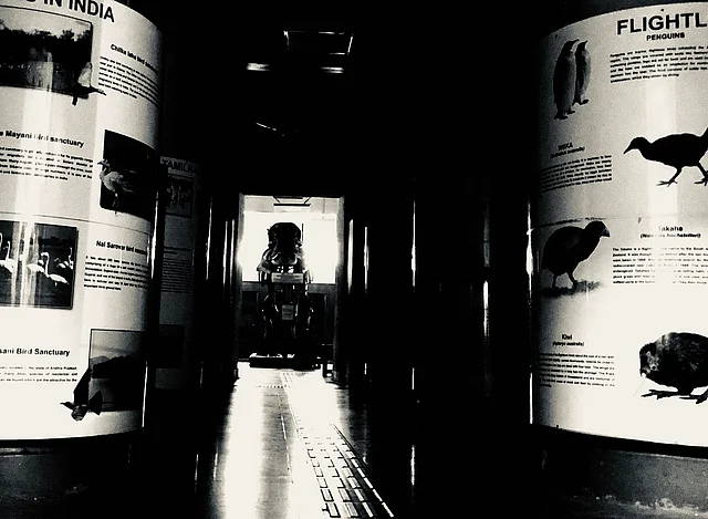The museum gallery on birds, cordoned off due to a power outage.