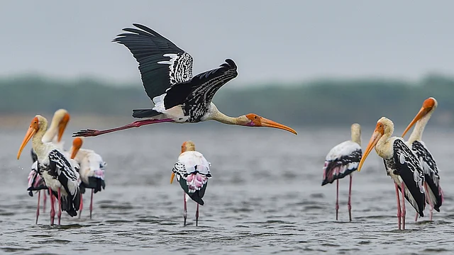 Painted storks (Mycteria leucocephala) attempt to catch fish at the Pulicat Lake in Sriharikota on Wednesday.