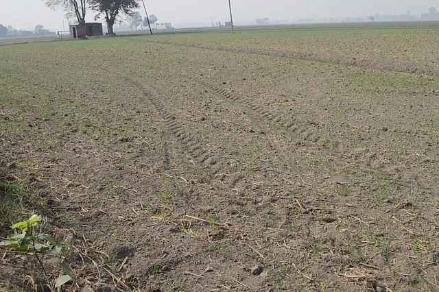 Wheat field prepared conventionally.