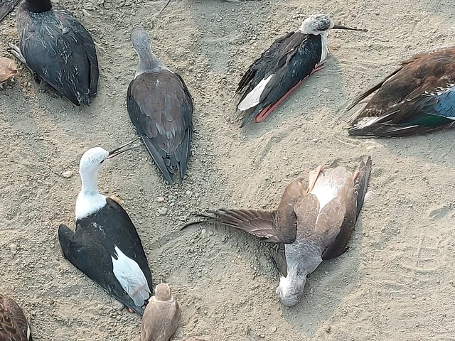 There were birds which were alive but were unable to walk.