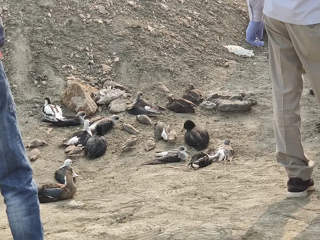 I was there till 6 pm in the evening and the stink of the carcasses was overpowering.