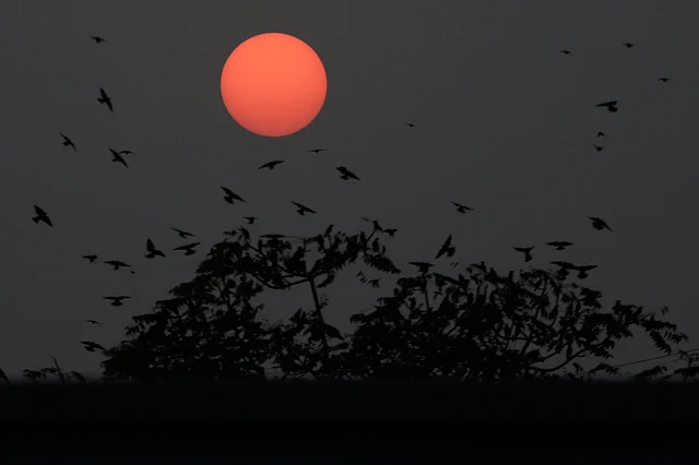 Birds fly around a tree as sun sets in Ahmadabad, India on Monday.