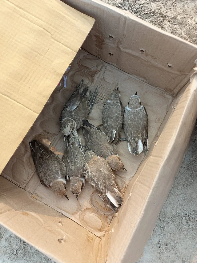 Injured birds were placed in cardboard boxes. 