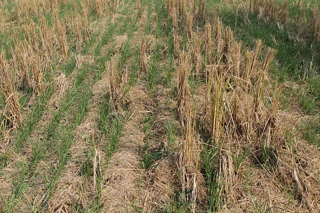 Wheat amid paddy straws