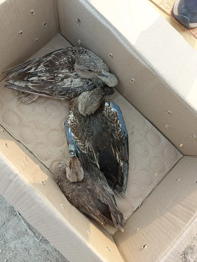 The birds which were in critical condition were being sent to the treatment center which was 15 km away from Sambhar Lake.