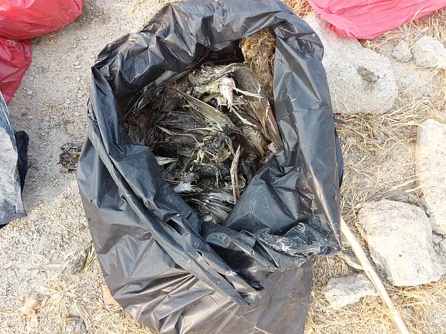 More than 5000 birds were found dead at Sambhar Lake. 