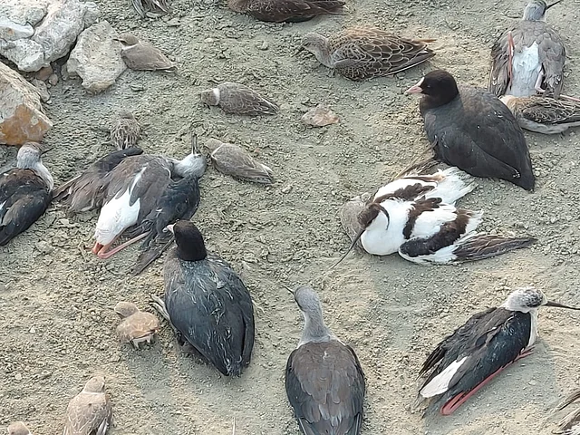 There were more than 15 species of migratory birds at Sambhar Lake at that point of time.