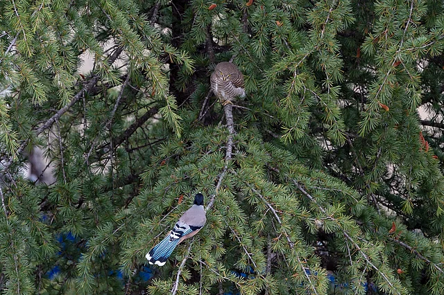 An Asian Barred Owlet and a Black-headed jay sit facing each other on a cedar tree in Dharmsala on Thursday.