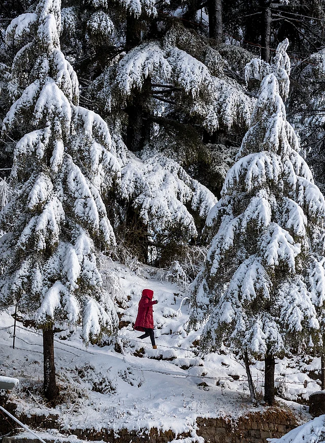 A woman walks on a mountain path flanked by Himalayan cedars covered in fresh snow in Dharmshala on Wednesday, 29 January.