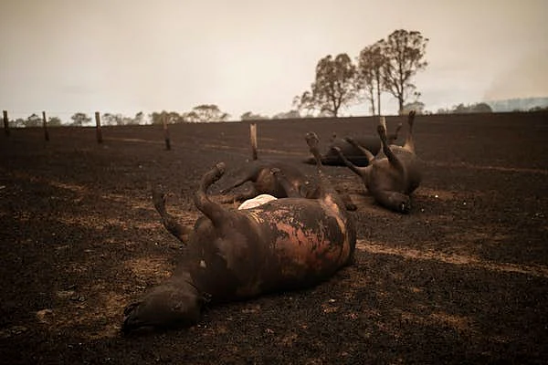 Carcasses of cows killed in a bushfire in a field in Coolagolite, New South Wales, Australia, 1 January 2020.