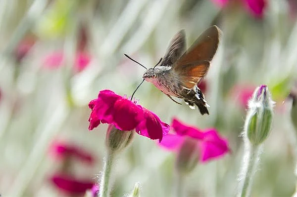 The hummingbird hawk moth. Research in Portugal is revealing the importance of moths as pollinators.