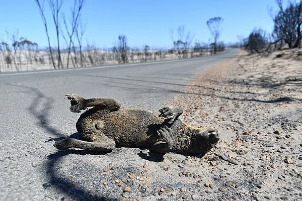 A dead Koala is seen after bushfires swept through Kangaroo Island, Australia, 07 January 2020.