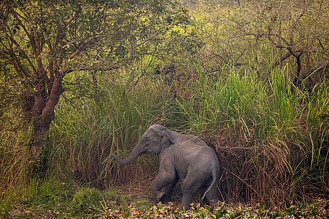 A wild elephant leads a herd finding a passage in a forested area near a railway track at Panbari village, on the outskirts of Guwahati on Tuesday, 28 January.