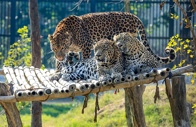 Leopards bask in the sun on a platform, at Bir Talab Zoo (Deer Safari) in Bathinda, Friday, 3 Jan 2020.