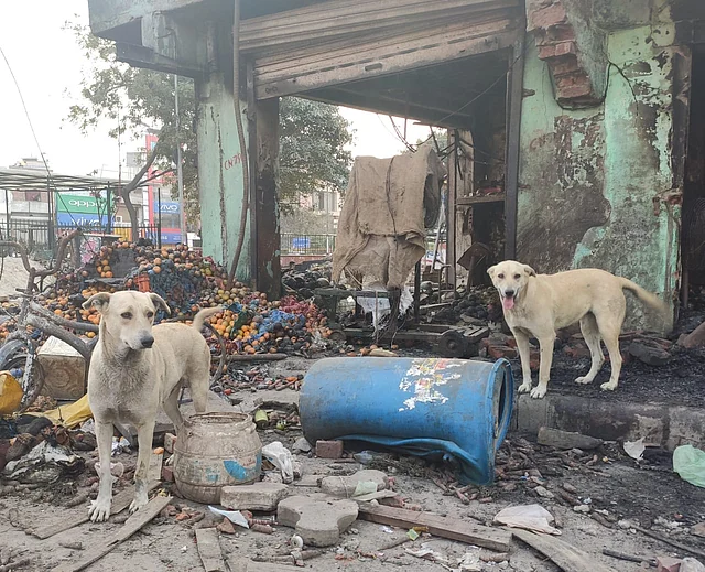 Dogs of Chand Bagh making their way through the charred remains of their neighbourhood