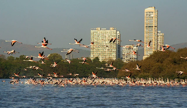 Flamingos are seen flying, in the backdrop of the city skyline, over Thane Creek in Thane, Wednesday, 4 March, 2020.