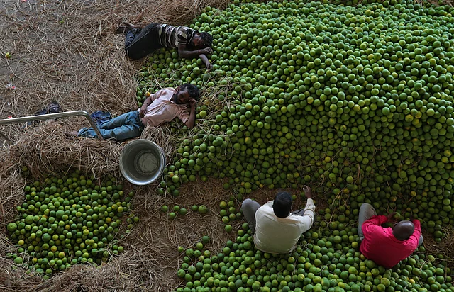 Two Indian workers rest lying on a pile of sweet lemons as others sort them at a wholesale fruit market in Hyderabad, India, Monday, 2 March, 2020. 