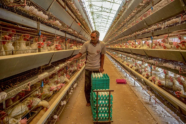 A worker collects eggs at poultry farm in Karad, Wednesday, 11 March 2020. Chicken sales in India have come down as rumours swirled on social media that chicken causes coronavirus disease, denting both demand and prices