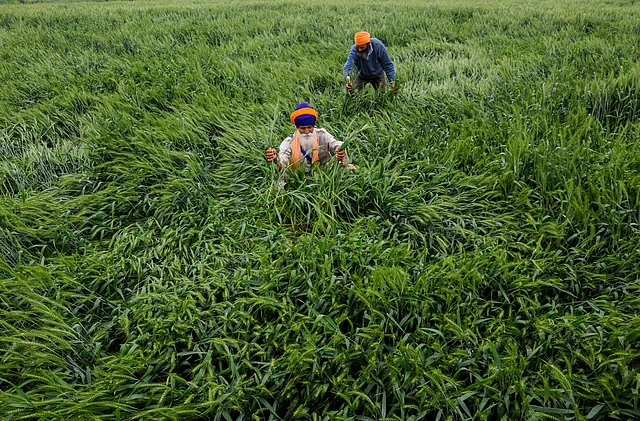 Farmers Gurmakh Singh and Lakhwinder show their wheat crop, flattened and damaged by strong winds and rains, on the outskirts of Amritsar, Friday, 6 March, 2020.