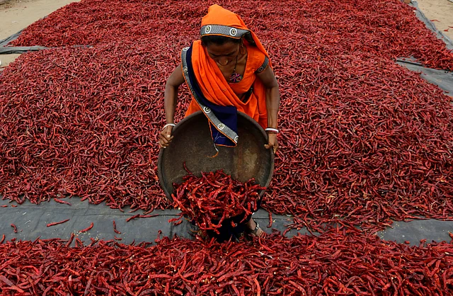 An Indian woman sorts red chillies at a farm in Shertha village near Ahmedabad, India, Friday, 13 March 2020. People employed in the production of seasonal red chilies earn about USD 4 a day. Millions of Indians earn their livelihood from agriculture.