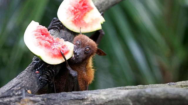 Nipah virus connection to loss of habitats of bats.