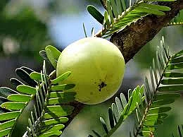 Amla has been proven to be very effective in lowering blood pressure.