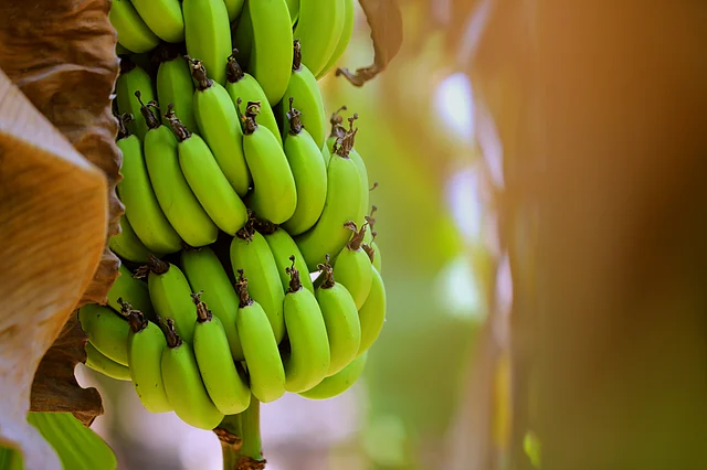Loaded with vitamin C, vitamin A, vitamin B6 and Potassium, raw bananas are excellent for your heart’s health.