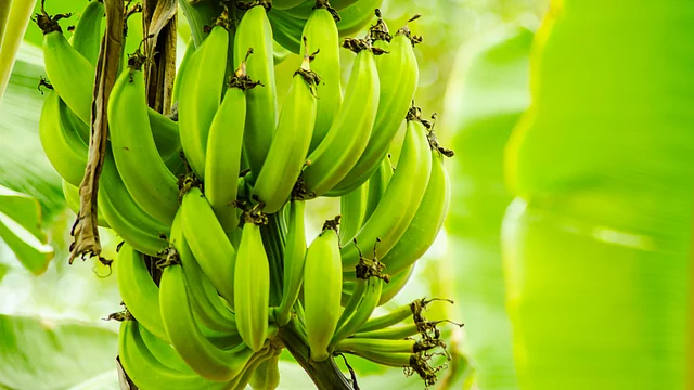 Green, raw, bananas are good for digestion.