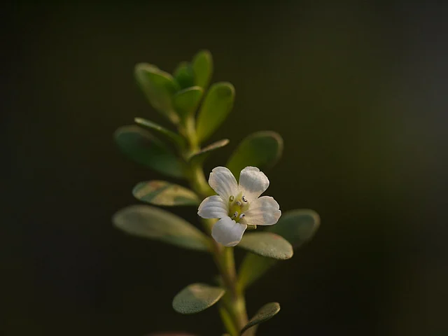 Brahmi leaves can be used to make a tea that helps you calm down and relieve stress.
