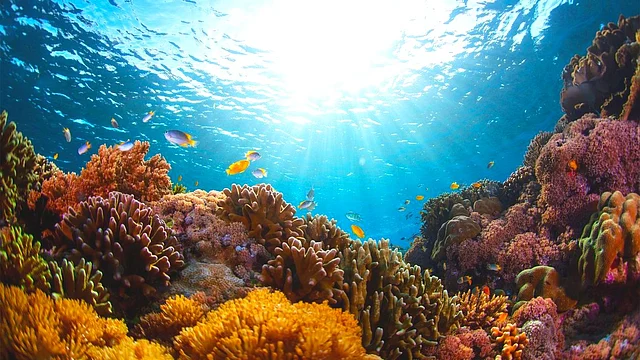 How is the health of humans dependent on species like insects or coral reefs?