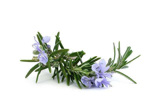 Rosemary has potent antioxidant and anti-inflammatory agents.