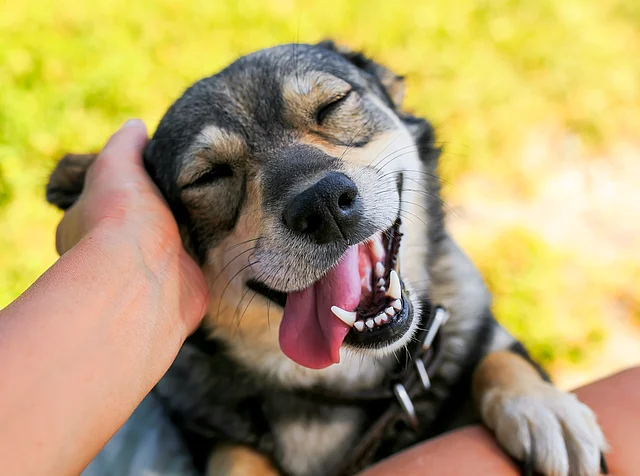 The heartbeats of dogs have even been found to synchronise with human owners; anxious hearts are calmed and “happy hormones” produced.