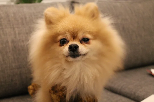 A dog caught mid burp.