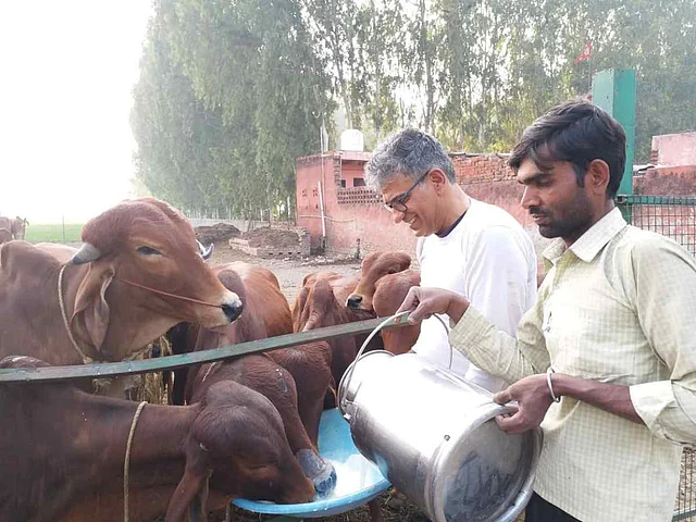 ऑर्गेनिक तरीके से तैयार होता है यहां गाय का चारा