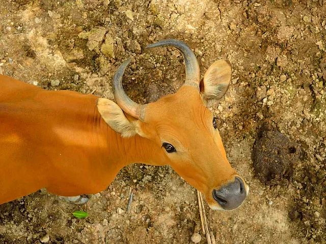 <b>गिर गाय के दूध में पाया जाता है A2 केसिन</b>