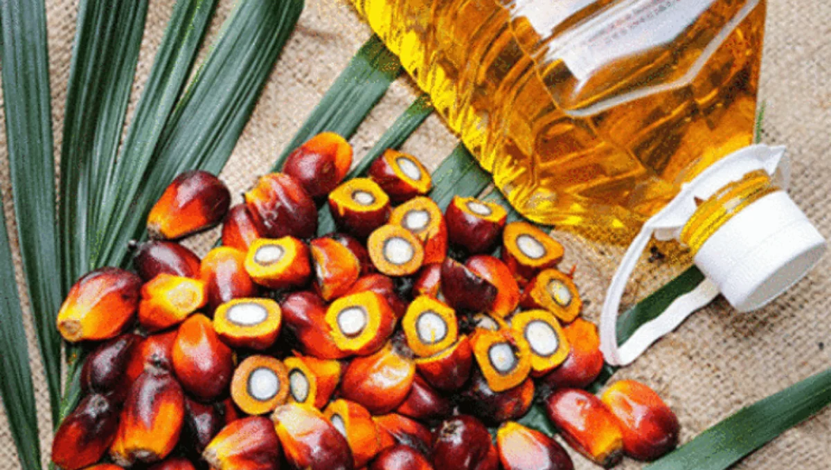 Palm Oil Export