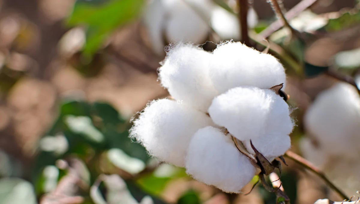Cotton Rate