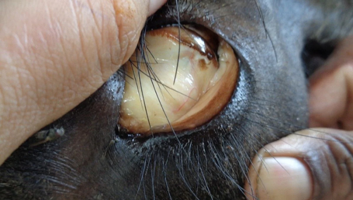 Cow Eye Health